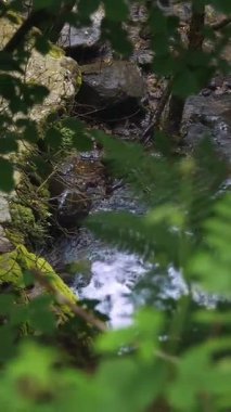 Vahşi dağ nehri. Yaprakların arasından, ağaçların dallarından, ormanlardan, dağlardan. Kristal berrak suyu olan küçük bir dağ nehri. Taştan akan hızlı su taştan akan akıntılar ve ıssız bölgedeki taşların üzerinden akıyor.. 