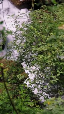 Vahşi dağ nehri. Yaprakların arasından, ağaçların dallarından, ormanlardan, dağlardan. Kristal berrak suyu olan küçük bir dağ nehri. Taştan akan hızlı su taştan akan akıntılar ve ıssız bölgedeki taşların üzerinden akıyor.. 