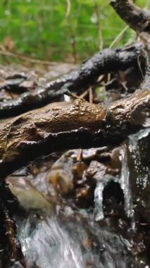 Yeşil yaz ormanlarında akarsu akıyor. Temiz suyu olan küçük bir şelale. Yeşil ahşap taşlar ve ağaçlar