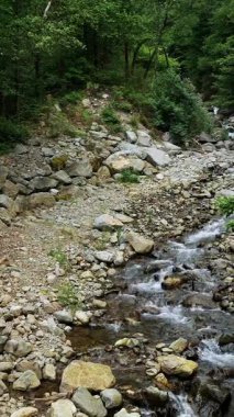 Ormandaki akarsu. Nehir ya da küçük ve hızlı bir dağ nehri ve kristal berrak akan su. Kaynak, kaynak suyu. Yaz günü. Su taşların üzerinden akar, dağların üzerinden, ormandaki. Manzara rahatlatıcı manzara.
