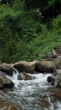 Deresi, deresi ya da küçük ve hızlı bir dağ nehri ve kristal berrak akan su. Kaynak, kaynak suyu. Yaz günü. Su taşların üzerinden akar, dağların üzerinden, ormandaki. Manzara rahatlatıcı manzara.