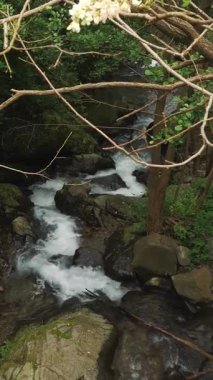 Vahşi dağ nehri. Açan bir akasyanın dalları arasından bakın. Arka plan bulanık. Kristal berrak suyu olan küçük bir dağ nehri. Taştan akan hızlı su taştan akan akıntılar ve ıssız bölgedeki taşların üzerinden akıyor.