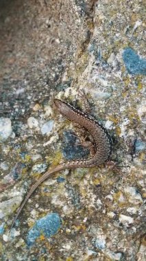 Kertenkele. Yakın plan. Sıradan, küçük kahverengi bir kertenkele güneşte güneşleniyor, bir taşın üzerinde oturuyor, bir çeşit tünelin yanında. Sıradan bir bahçe sürüngeni. yaz günü.