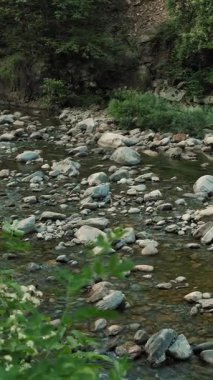 Deresi, deresi ya da küçük ve hızlı bir dağ nehri ve kristal berrak akan su. Kaynak, kaynak suyu. Yaz günü. Su taşların üzerinden akar, dağların üzerinden, ormandaki. Manzara rahatlatıcı manzara.