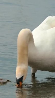 Gölde kuğu var. Yakın plan. Göl suyu arka planı. bahar.