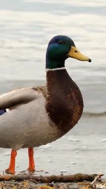 Vahşi yaşam, kuşlar. Mallard gölde ördek gibi yatıyor. Kuş gözlemciliği. Yakın plan. Doğal ortamda su kuşu. su arka planı. Kuşları yaşam alanlarında takip ediyorlar..