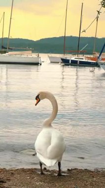 Gölde kuğu. Güzel büyük beyaz kuğular gölün kumsalına çıktı. Sakin ve huzur verici bir sahne. Göl limanında birçok yelkenli yat ve yelkenli var. Dağ arkaplanı. bulutlu bahar günbatımı. iyi akşamlar.