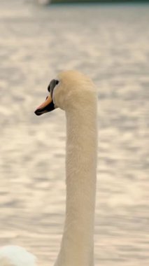 Büyük beyaz kuğular gölde yüzer. Yakın plan. Doğal ortamda su kuşu. Sakin ve huzur verici bir sahne. su arka planı. Vahşi yaşam, kuşlar. Kendi habitatlarında kuşları takip ediyorlar. Rüzgarlı hava.