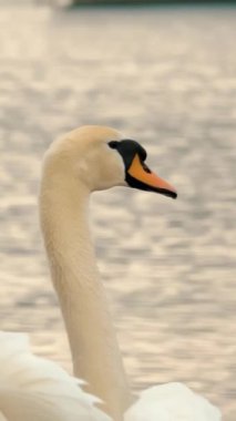 Büyük beyaz kuğular gölde yüzer. Yakın plan. Doğal ortamda su kuşu. Sakin ve huzur verici bir sahne. su arka planı. Vahşi yaşam, kuşlar. Kendi habitatlarında kuşları takip ediyorlar. Rüzgarlı hava.