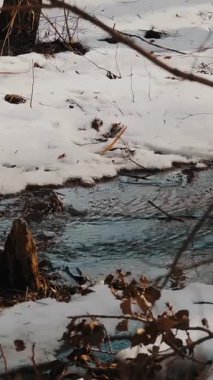 Ormanda bahar buzları eriyor. Güneşli bir bahar gününde kar erir. Orman suları eriyen kar suyunu hızla taşır.