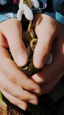 Ormanda kar damlaları. Çiçekli kardelenler. Yakın plan. Çocuk elleri, avuçlar ormanda çiçek açan beyaz kardelenler gibidir. Erken bahar, güneşli gün.
