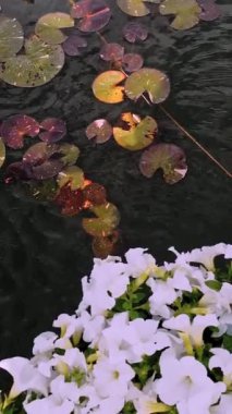 Blooming petunias. pond water lilly. lotus lake. Colorful summer garden pond with lily and petunia flowers. close-up. Landscaping, floral design. Botanical Garden. arboretum.