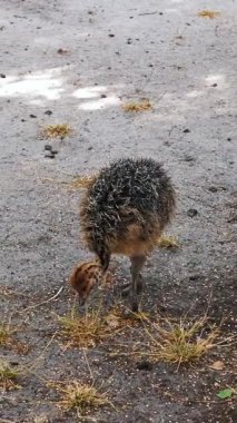 Devekuşu çiftliği. Devekuşları çiftçilik. Küçük tüylü devekuşu yavrusu çiftlik bahçesinde merakla dolaşıyor. Devekuşu bebek çiftlikte otluyor.