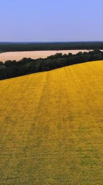Ayçiçeği tarlası. Havacılık. Üst Manzara. Hava aracı videosu. Ayçiçeği tarlalarının üzerinde uçan. Mavi gökyüzüne karşı tarlalarda açan parlak sarı ayçiçekleri. Yaz günü. Tarım.