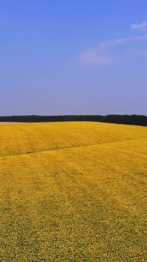 Ayçiçeği tarlası. Havacılık. Üst Manzara. Hava aracı videosu. Ayçiçeği tarlalarının üzerinde uçan. Mavi gökyüzüne karşı tarlalarda açan parlak sarı ayçiçekleri. Yaz günü. Tarım.