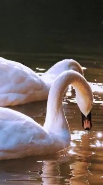 Kuğular gölette ya da gölde otlar, gün batımında, güneşte. Yakın plan. Yaz. Şehir parkı. Ördekler ve kuğular gölün dibinde yiyecek arıyorlar..