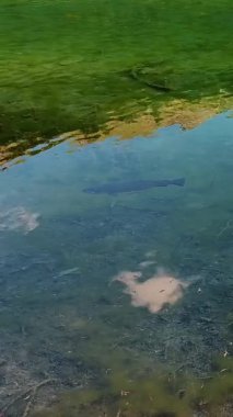 Yüzen Balık ve Yansıtıcı Su Yüzeyi ile Tatlı Su Gölü Sahnesi