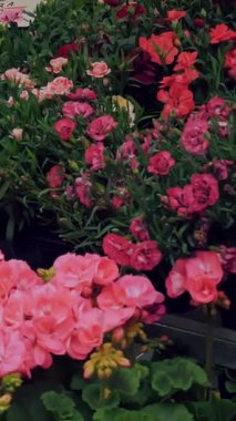 Flower market. horticulture. Flower Shop. greenhouse. close-up. variety of indoor flowers in pots. geraniums, cacti and others. plants in gardening supplies store.