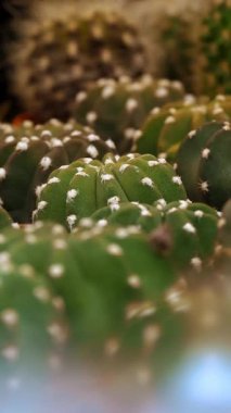 Cacti. succulents. houseplants. close-up. flower market. Flower Shop. greenhouse. horticulture. various potted succulents of different shapes and sizes in gardening supplies store.