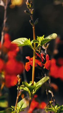 Sage Royal yaban arısı, yaz bahçesinde açan kırmızı salvia. Salvia 'nın kırmızı çiçekleri, Salvia microphylla, Jamensis Reve Rouge çiçekleri büyüyen doğa arka planı