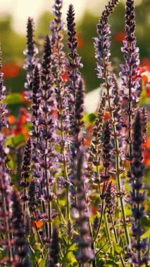 Lavanta tarlası, yakın plan lavanta çiçekleri..