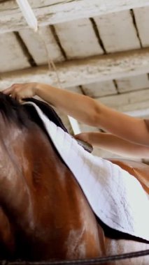 istikrarlı, giysi sürme içinde bir kız binici için bir eyer ve sürme, bir kahverengi genç yakışıklı at sırtında safkan bir aygır için bir eyer bir yedekleme ayarlar