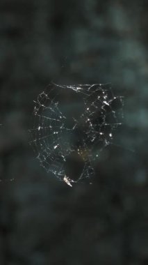 güneş ışınlarının küçük bir örümcek ağı parlıyor. Ağaç kabuğu arka planı. yaz, gün.