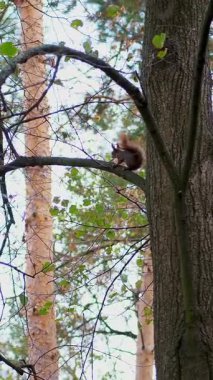 yakın çekim, sararmış sonbahar orman. küçük, ağaçlar dallar kabarık, kırmızı sincap tırmanıyor, atlar