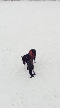 Aero, en iyi görünüm, kış, Engelli adam karlı alan siyah ata yakın duruyor. Sağ bacağı yerine protez var. o ata, hippoterapi binmek öğrenir. hayvanlarla Engelli rehabilitasyonu.