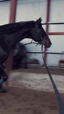 Özel bir hangarda bir kadın koç a siyah, safkan at eğitiyor. o atlar, bir daire içinde çalışır. at eğitim