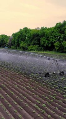 Patatesler tarlada yetişir, özel bir sulama pivot fıskiyesiyle sulanır. Tarlada dikilmiş küçük yeşil patates çalılarını suluyor. Ilık bahar günü, havacılık videosu.