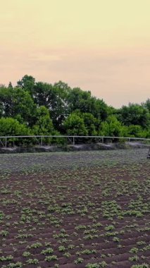 Patatesler tarlada yetişir, özel bir sulama pivot fıskiyesiyle sulanır. Tarlada dikilmiş küçük yeşil patates çalılarını suluyor. Ilık bahar günü, havacılık videosu.
