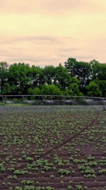 Patatesler tarlada yetişir, özel bir sulama pivot fıskiyesiyle sulanır. Tarlada dikilmiş küçük yeşil patates çalılarını suluyor. Ilık bahar günü, havacılık videosu.