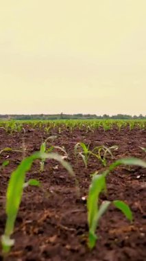 Mısır tarlası, genç mısır bitkileri, verimli, nemli toprakta fideler, ılık bahar günü, tarım alanında mısır yetiştirme