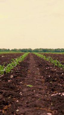 Mısır tarlası, genç mısır bitkileri, verimli, nemli toprakta fideler, ılık bahar günü, tarım alanında mısır yetiştirme