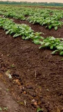 patates tarlaları. Çiftlikte sıra sıra genç patates çalıları yetişir. Genç yeşil patates filizleri tarlada yetişiyor. Tarım. Tarım. organik, seçici sebzeler