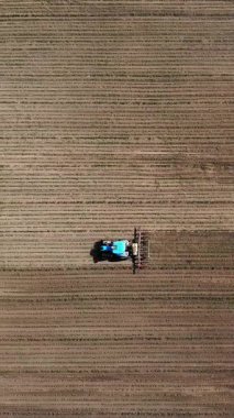 aero, üst görünüm. büyük traktör genç bir mısır ile alanında sürmek . mısır bitkileri satır lar arası işleme süreci. Gün Batımında. Bahar.