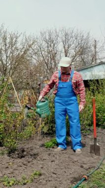 Ekose gömlekli ve bahçe tulumlu erkek çiftçi kuş üzümlerini suluyor çalıları, bahçedeki bitkileri. Bahar güneşli bir gün. Evde bahçıvanlık. Bahçe malzemeleri. Eko çiftliği.