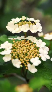 İlkbaharda yakın plan, çiçek açan viburnum. eko yeşil turizm