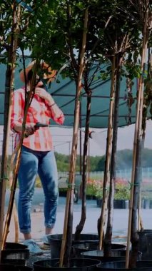 Kadın bahçıvan sulama, çiçek hortumlama bahçe merkezinde, seranın yanında. Satılık fideleri, saksılardaki genç ağaçları sulamak. Bahçecilik, bahçıvanlık.