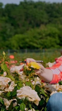 Kadın bahçıvan çiçeklerin kalitesini kontrol eder ve not defterinde kalemle notlar alır, bir çiçek tarlasında gül çalıları boyunca yürür. gül büyüyor. Çiçek işi, bahçe konsepti. Bahçecilik.