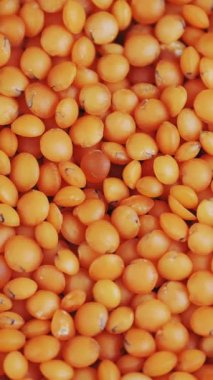 Mercimek. Yakın plan. Rotasyon yemeği. Çiğ, kırmızı mercimek tanecikleri dönüyor. Vejetaryen sağlıklı organik gıda