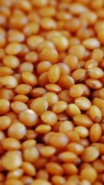 Mercimek. Yakın plan. Rotasyon yemeği. Çiğ, kırmızı mercimek tanecikleri dönüyor. Vejetaryen sağlıklı organik gıda