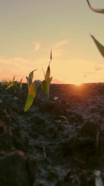 Mısır yetiştiriyor. Genç yeşil mısır. Yakın plan. Mısır tohumları tarımda sıra sıra yetişiyor. Günbatımının arkaplanı ve koyu kahverengi verimli toprak. Mısır tarlası. Tarım. eko çiftliği