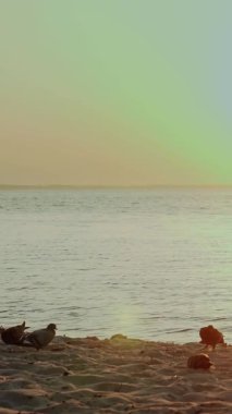 Gün batımında güvercinler. Kumsaldaki güvercinler. Güvercinler kumsaldaki kumsalda kürek çekiyorlar, deniz kenarında, gün doğumunda ya da günbatımında, güneş ışınlarında..