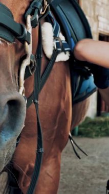 At bakımı. Atlı kadın körfez atından faydalanıyor, Palfrey 'i ata binmeye hazırlıyor. Malzeme. Jokeylik. Binicilik. Binicilik sporu. Ata binmek.