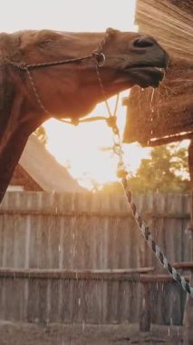 At bakımı. Genç bir kadın güneş ışığında, bir çiftlikte ya da çiftlikte, gün batımında, sprey hortumla at yıkıyor. Atı yıkama işlemi