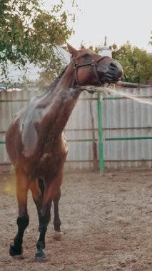 At bakımı. Genç bir kadın güneş ışığında, bir çiftlikte ya da çiftlikte, gün batımında, sprey hortumla at yıkıyor. Atı yıkama işlemi