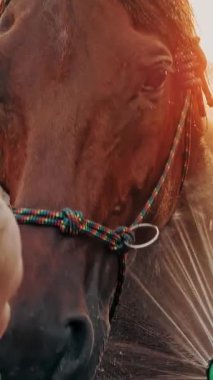 At bakımı. Genç bir kadın güneş ışığında, bir çiftlikte ya da çiftlikte, gün batımında, sprey hortumla at yıkıyor. Atı yıkama işlemi