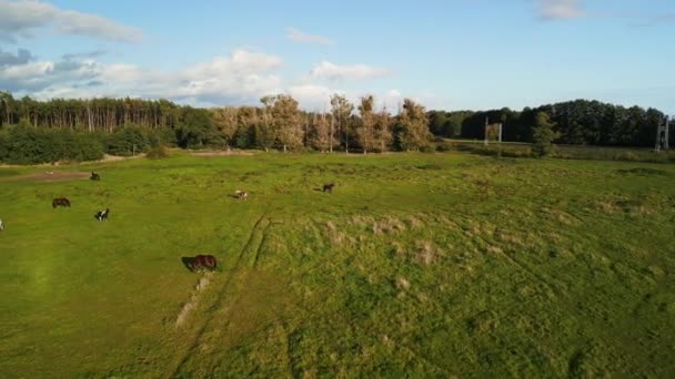 Panorama Orbit Drone Horse Field Havelland Německo Při Západu Slunce2022 — Stock video